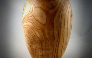 Sassafras